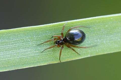 Close-up money spider