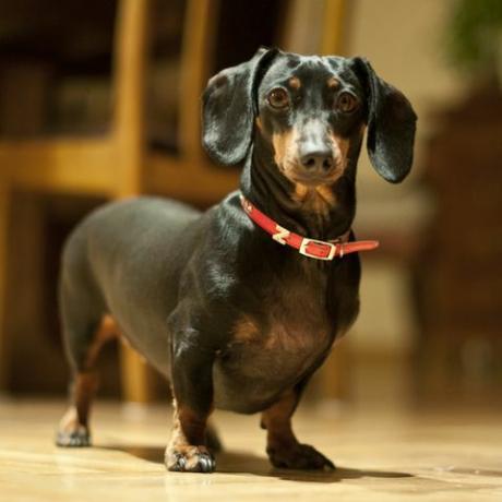 potret dachshund