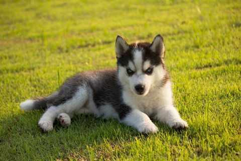 siberian husky puppy sedang beristirahat di lapangan