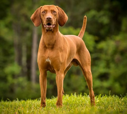 vizsla yang bahagia berdiri di atas rumput dengan mulut terbuka sambil melihat ke kamera