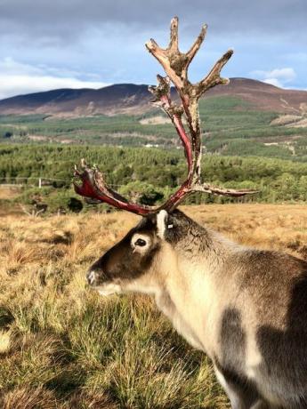 rusa kutub scotland