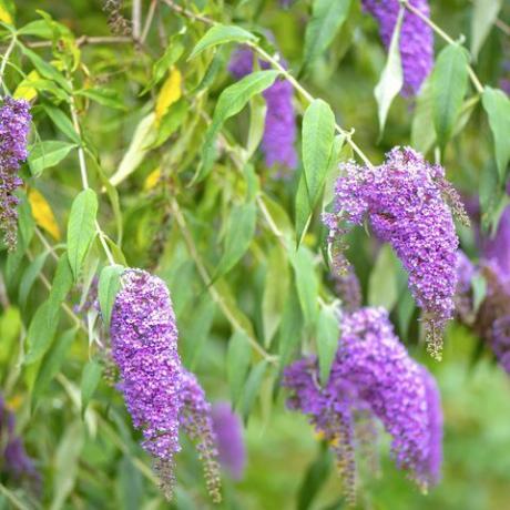 Gambar close-up Buddleja berbunga musim panas yang indah, atau Buddleia, umumnya dikenal sebagai bunga ungu semak kupu-kupu