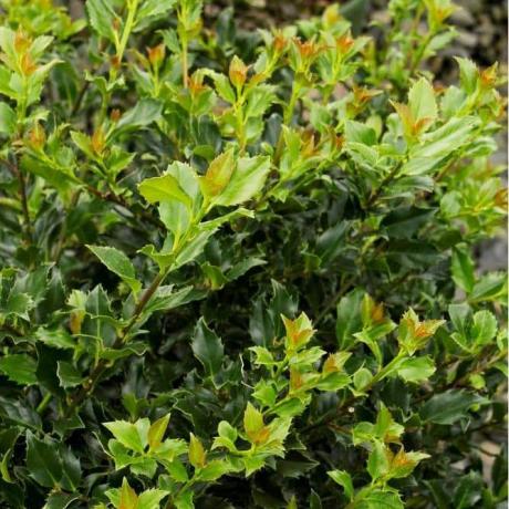 Ilex x meserveae 'Bocah Biru' (laki-laki)