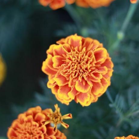 close up bunga marigold oranye