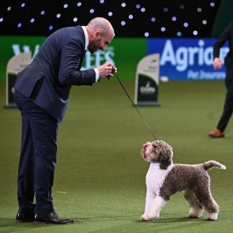 crufts terbaik dalam pertunjukan pemenang 2023