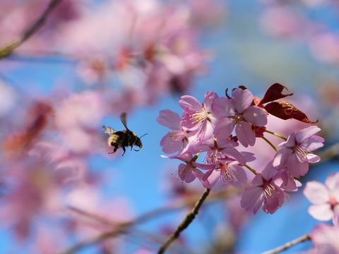 kepercayaan nasional meluncurkan blossomwatch untuk meniru hanami Jepang