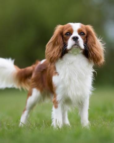 angkuh raja charles spaniel