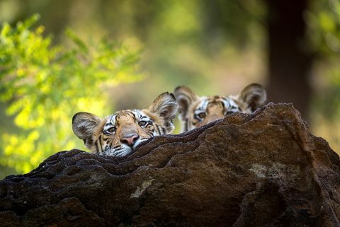 Foto harimau dinasti