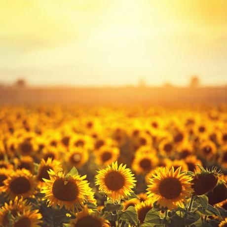 ladang bunga matahari inggris