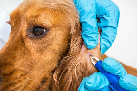 Dokter hewan menghapus tanda centang dari anjing Cocker Spaniel