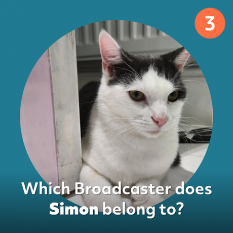 kuis kucing simon