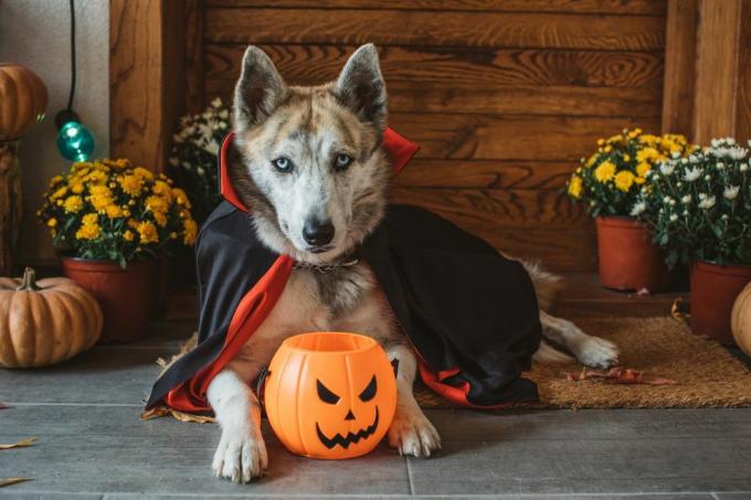 anjing domestik di teras mengenakan kostum vampir untuk halloween