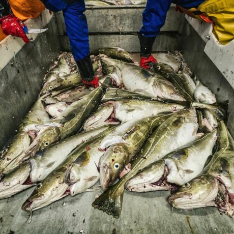 ikan untuk menghindari makan