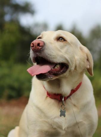 anjing labrador retriever