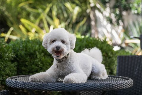 Foto Bichon frisse