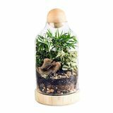 Kit Terarium DIY