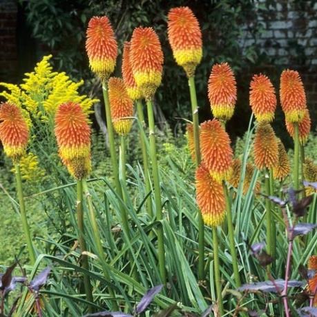 Kniphofia uvaria, poker panas-merah, obor lily