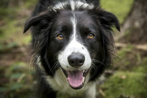 close up anjing border collie yang cantik