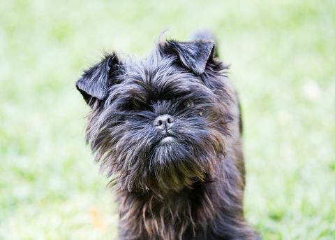 Anak Anjing Affenpinscher