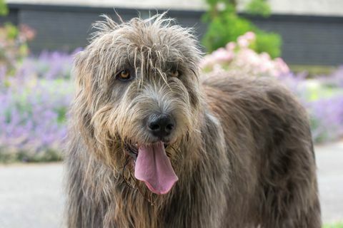 anjing serigala irlandia yang bahagia