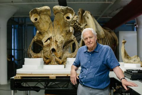 David Attenborough, dan Jumbo Gajah Raksasa