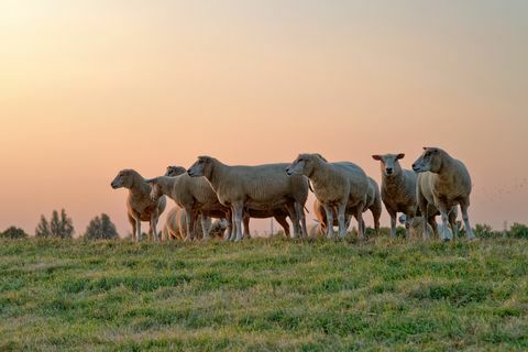 Kawanan domba berdiri di lapangan saat matahari terbenam, Frisia Timur, Lower Saxony, Jerman