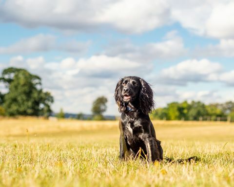 anjing cocker spaniel