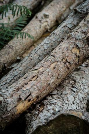 tumpukan kayu di taman