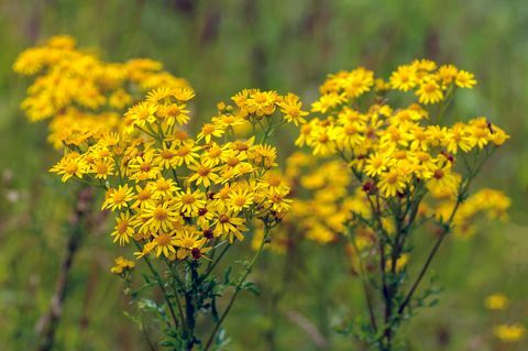 Ragwort umum yang mekar kuning dari dekat