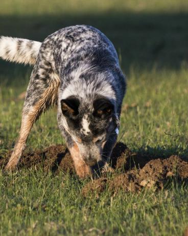 anjing ternak Australia blue heeler menggali lubang di rumput