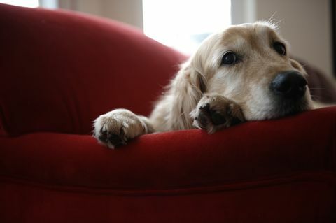 Anjing golden retriever berbaring di sofa, dari dekat