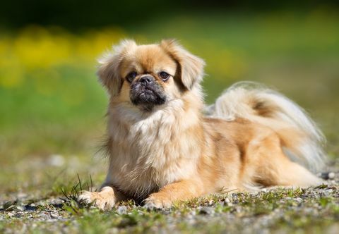 anjing spaniel tibet di luar ruangan di alam