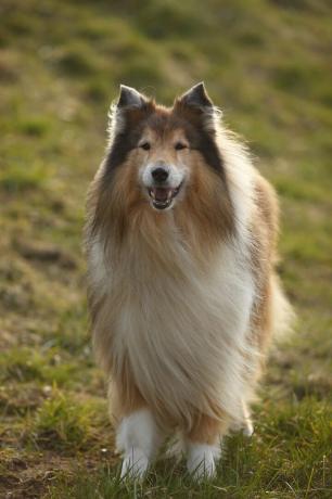 collie