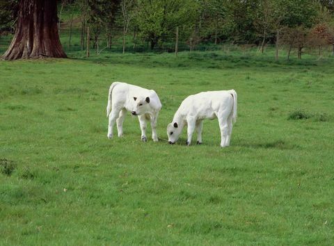 Dinefwr White Park calves © National Trust Images Andrew Butler