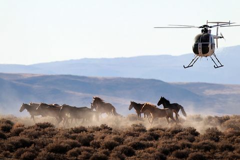 mustang di Nevada