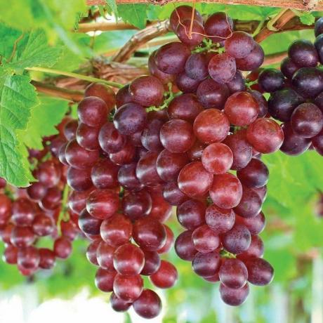 Catawba Grape, wadah 2 galon