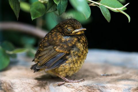 Baby blackbird