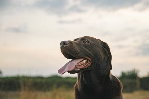 foto profil labrador cokelat yang bahagia saat matahari terbenam