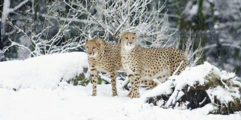 cheetah di salju