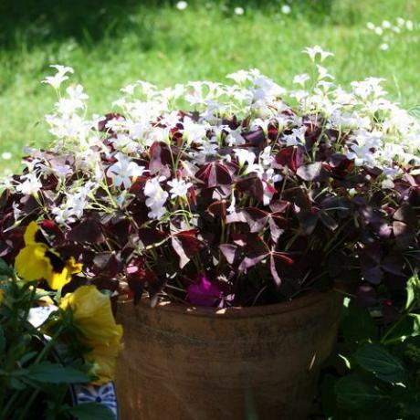 Putih semanggi beruntung semanggi segitiga di garten