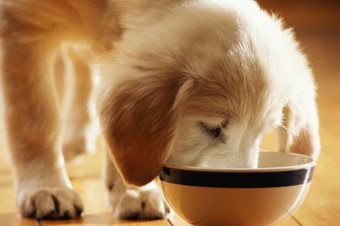 anak anjing makan dari mangkuk