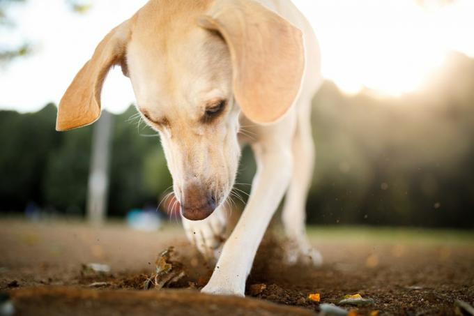 anjing bermain di taman