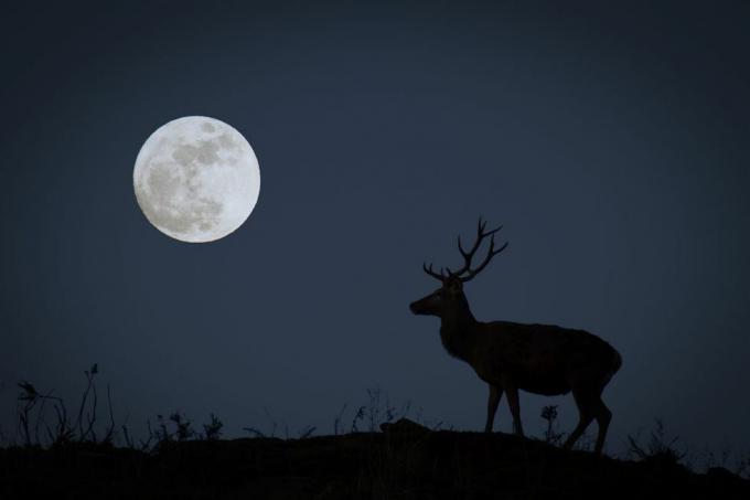 bulan purnama dengan siluet uang yang mewakili bulan pemburu bulan Oktober