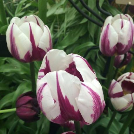 tulip ungu dan putih