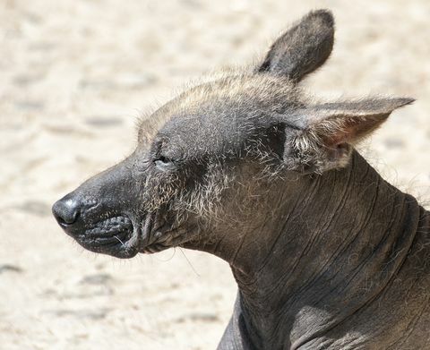 Anjing Berbulu Peru