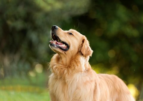 seekor anjing labrador retriever di taman