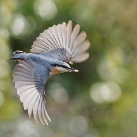 satwa liar taman fotografi burung