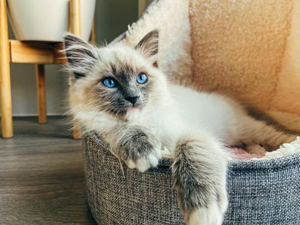 anak kucing ragdoll duduk santai di tempat tidur wol