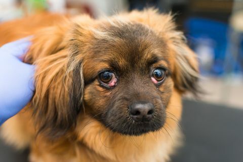 anjing dengan mata ceri di klinik hewan