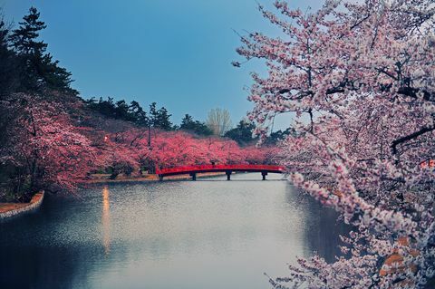 Taman bunga sakura